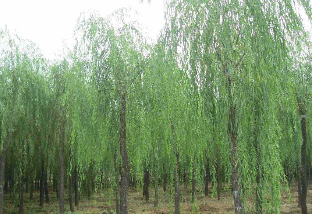 垂柳小苗 树苗柳树 枝条 垂杨柳树苗 竹柳树苗 批发直柳-阿里巴巴