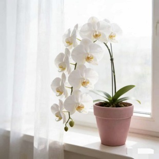 ��ɫ�����؟��o��ɫ���߼���ˮ͸�ⲻ�F�������mʯ�����⻨��