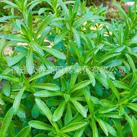 养心菜高钙救心菜种子可食用野菜四季播阳台盆栽特色保健蔬菜种籽
