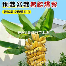 ���ڰ����н�9̖�㽶�����ϱ����ļ��Nֲ�ͺ�����Ը߮a����Y��