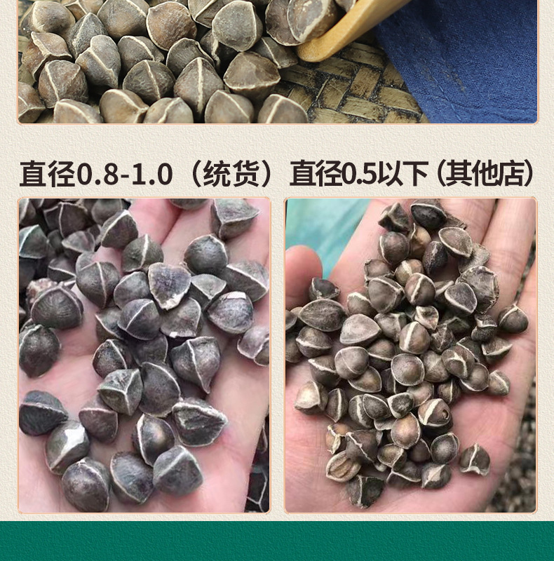 Moringa Seeds La Mu Zi Large Grade Natural Sun Dried 500g Bulk Herbal Seeds key features