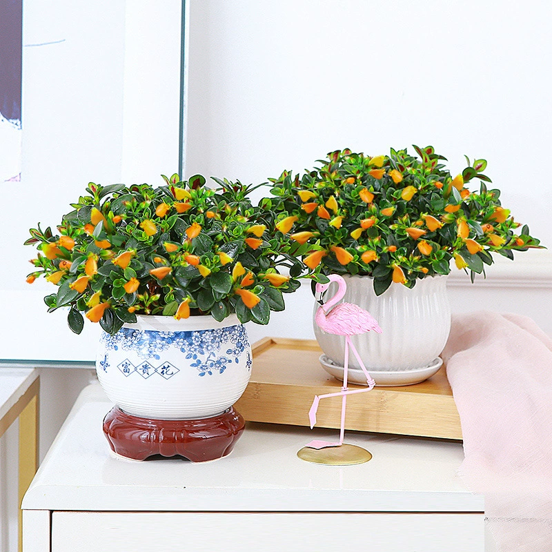 Four Seasons Зеленая Золотая рыбка Chlorophyllum Горшечное растение Комнатные зеленые посадочные цветы и мясистые растения Зеленое Лавровое жирное дерево Хорошее выращивание с бутонами