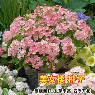 ��Ů�ѷN����ɫ�������ԷN��ͥԺ�̨�҃��׷N���N���ļ����N����