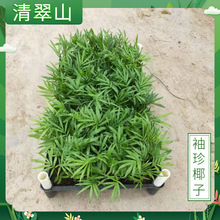 ����Ҭ�������Ի����҃��k���������^�~ֲ��ˮ�����B�F�����s�Gֲ