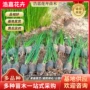花海绿化露天庭院葱兰