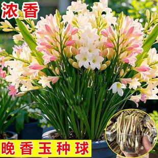 ������N����^�ذ����ԝ����ͼ���ɫ�̨ͥԺ�����ͺ�ֲ�ﻨ��