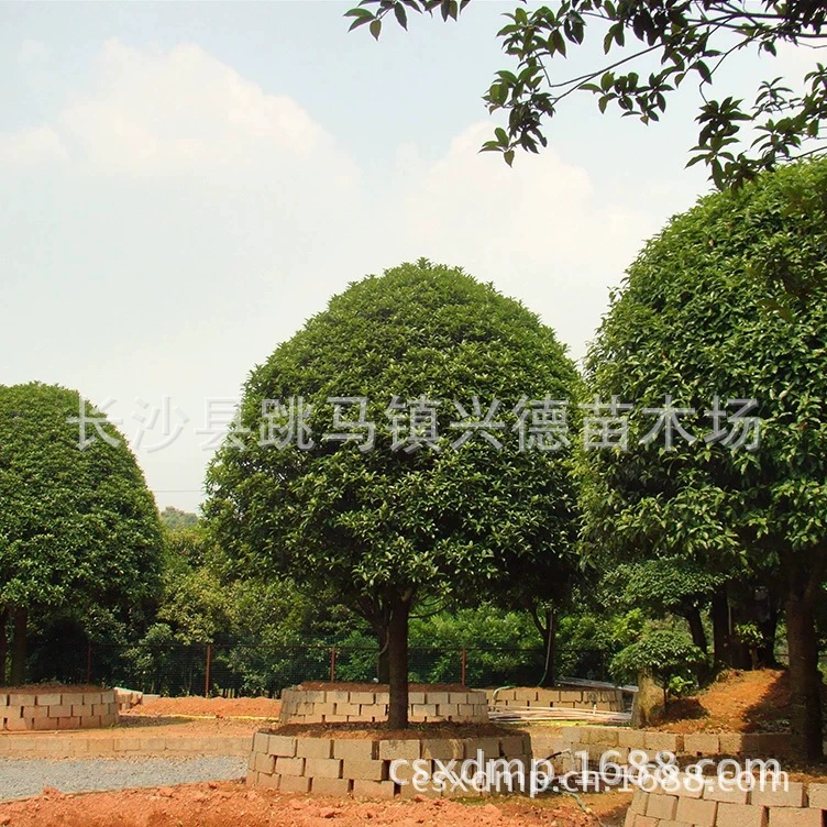 Ищу новые сорта османтуса, базу для разведения деревьев османтуса, множество сортов, цена на османтус в Чанша.