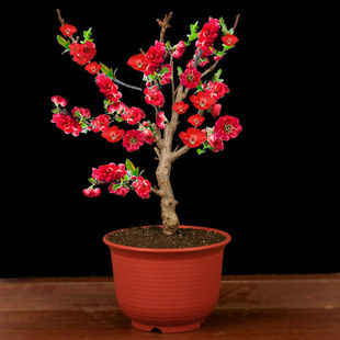 5���ļ��_���ذ��ձ����Ļ������辰�Ϙ����������^��ֲ���҃���