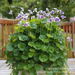 ��؈���I�~�����^�����Եر�ֲ�ﻨ�@���^䁵�ֲ�����ͥԺ����