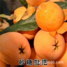 白沙枇杷苗蒙自种植果肉晶莹剔透嫁接枇杷树苗易活包结果当年结果