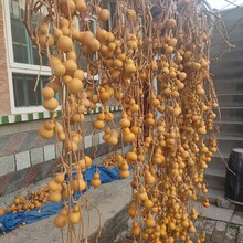 ?�������J��Ȼ�B֦�B�ٿ͏d�T�ڲ��Ғ�������ˌ�Λρ��ͤС���