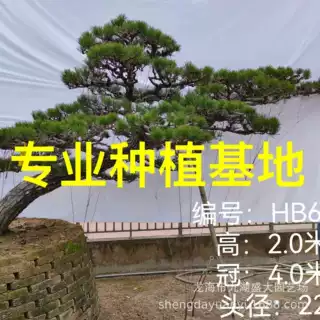 别墅造型斜飘黑松 日本黑松 庭院树黑松价格 国产黑松盆景批发