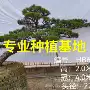 黑松日本国产造型盆景