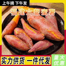 福建六鳌蜜薯3/5/9斤新鲜现挖香甜糯沙地红番薯红苕地瓜一件代发