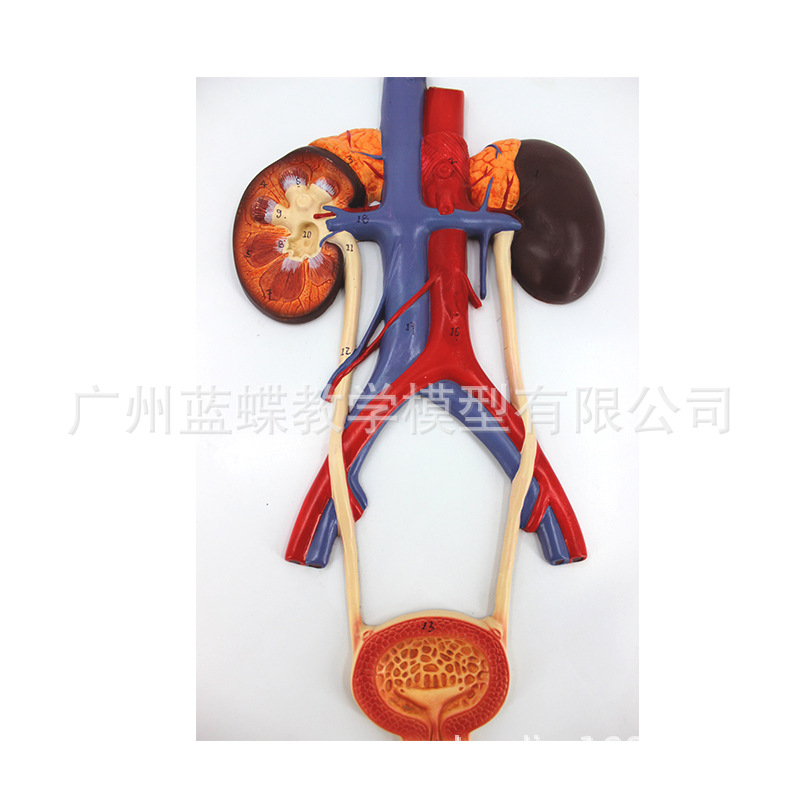 ��������ϵͳģ�� �� ����� �������ģ�� ҽѧ�����(����)