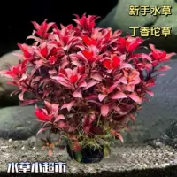 Фиолетово-красное водное растение для начинающих, подходит для ленивых аквариумов, живое пресноводное растение с отрицательным фоном из настоящей травы.