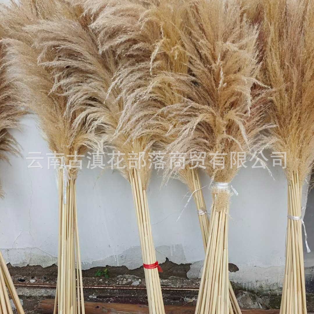 수컷 리드 (약 60cm 긴 머리)