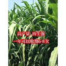 ����ʿ��������ݷN�Ӹߵ����ݷN��ţ�����Z�����~�ݷN���ļ��߮a