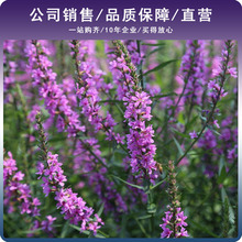 ��ɫǧ���˷N��ˮ������ˮ���N�Ӿ��^�����ͺ����������N���N����