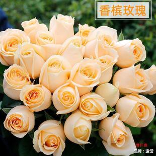Fresh Cut Flowers Water Culture Free Shipping 0 Bouquet Straight Hair Champagne 52 Base City Rose Valentine's Day Yunnan Kunming Same Day Delivery