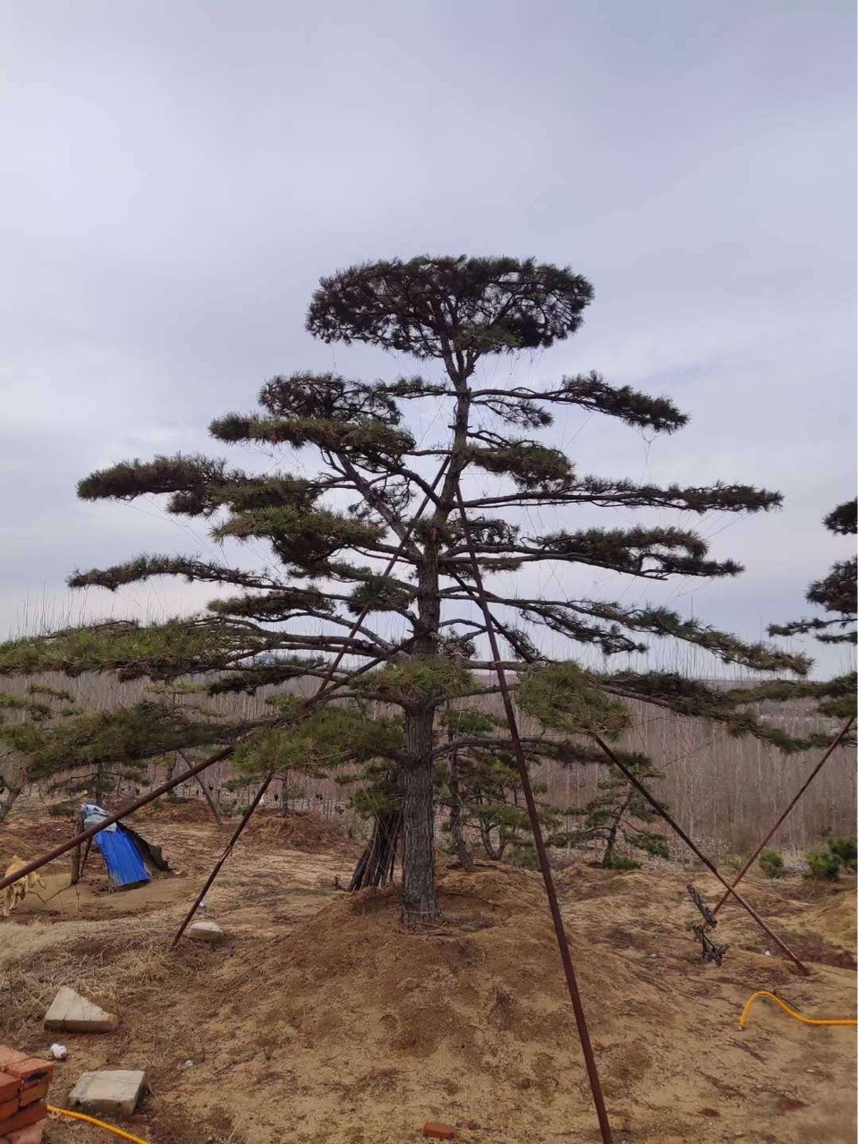 辽宁苗圃油松 造型油松 黑松 造型黑松 规格齐全 价格合理