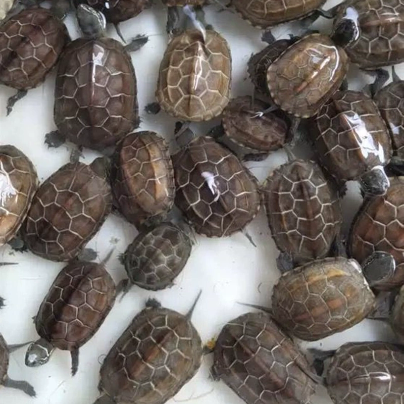 Waitang Живые черепахи Китайская черепаха просмотр питомец живой маленькая черепаха золотая линия черепаха семя ферма оптовая торговля