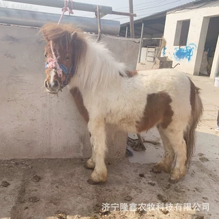 儿童骑乘小矮马活体宠物马 德保迷你矮脚马 设特兰真马矮马养殖场