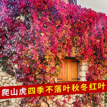 爬山虎爬藤植物四季常青不落叶树苗庭院室外藤蔓爬墙虎绿植种子籽