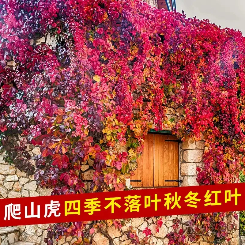 Лозы и вьющиеся растения, вечнозеленые круглый год, нелиствящиеся саженцы, двор, уличные вьющиеся растения, семена зеленых растений, семена