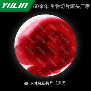 48-hour Chicken Embryo-boosting Tablets for College Medical Schools, Tissue Diseases, Marble Wax Slides, Specimen Microscope