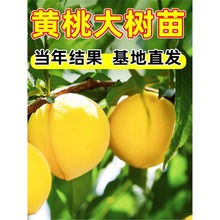 �S�Ҙ��m�ش�̖�޽���ˮ�������Ϸ������Nֲ����Y������������