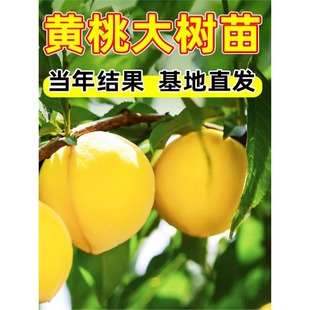 �S�Ҙ��m�ش�̖�޽���ˮ�������Ϸ������Nֲ����Y������������