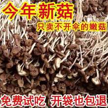 新货古田茶树菇不开伞茶树菇干货鲜嫩农家茶薪菇农家无硫熏香菇
