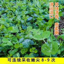 豌豆尖种孑专吃叶摘碗豆尖的碗豆种孑豌豆苗种子四季种的蔬菜种籽