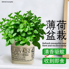 ���象�����Կ�ʳ�ô����҃���þGֲ�Ե����ļ����ֲ��؈�����~