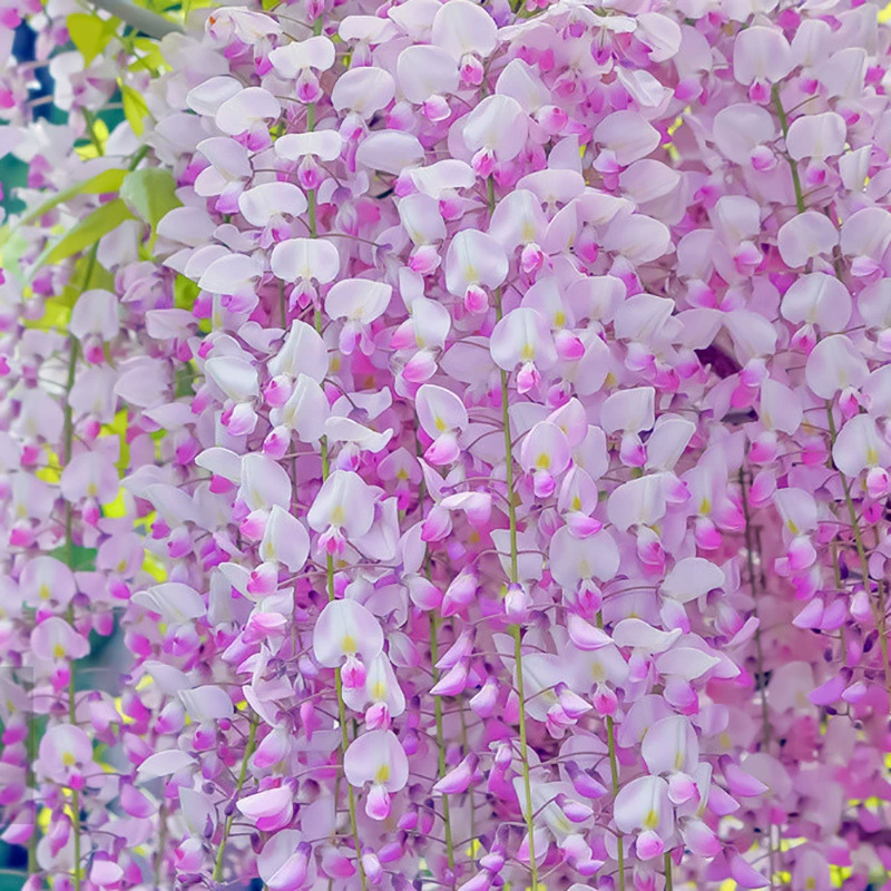 Глицинии саженцы цветок глицинии Цветочные саженцы оптом цветочные саженцы Красный клен вьющаяся лоза растение стены глицинии в горшках