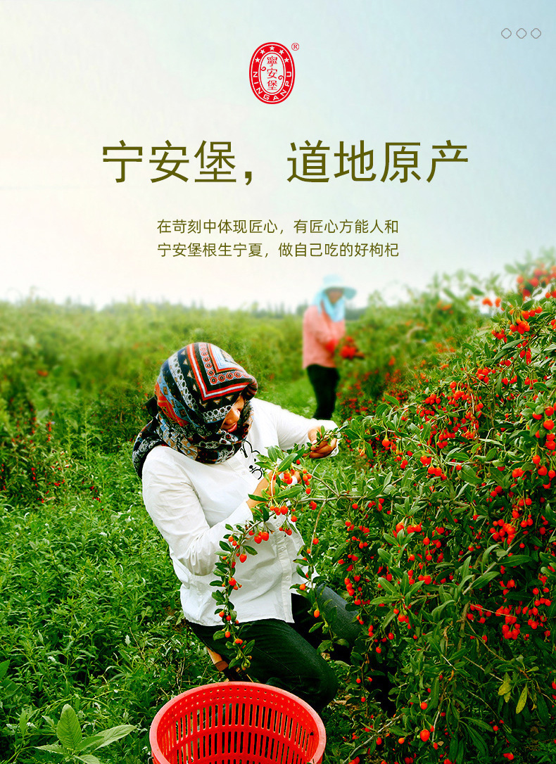 Ning'anbao Premium Ready-to-Eat Goji Berries 300g Ningxia Wolfberry Independent Sachets in use