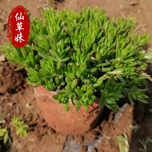 Weeping Grass Seedlings Are Edible Potted Weeping Grass That Nourishes the Liver and Protects the Liver. Lazy Green Plants Are Evergreen All Year Round and Are Easy to Live, Cold-Resistant and Drought-Resistant