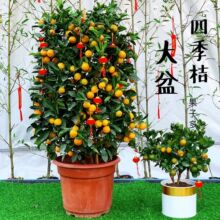 ��ۘ�����������С��ێ����҃ȿ͏d�k����������۰lؔ���f���