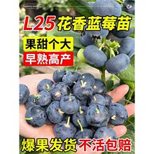 蓝莓树果苗盆栽蓝梅树苗带大果草莓室内耐寒南北方车厘子四季结果