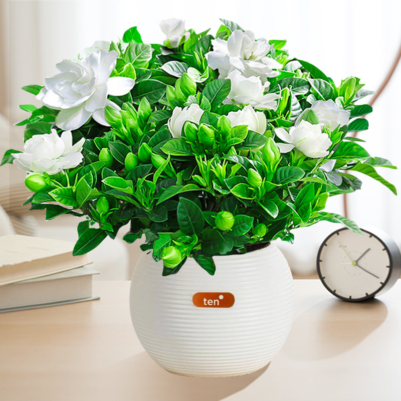 【새싹 있음】부티크 120#대형 치자나무(구형 모조 도자기 대야 10개) + 영양액