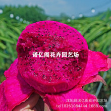 紫肉火龙果苗树盆栽地栽庭院阳台南北方四季种植果树苗当年结果