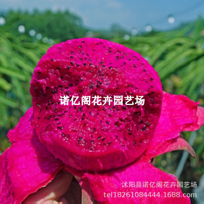 紫肉火龙果苗树盆栽地栽庭院阳台南北方四季种植果树苗当年结果
