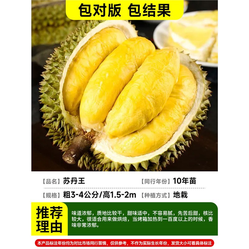 [야드빌라 추천] (두께 3-4cm / 높이 1.5-2m) 수단왕두리안 (10년근 모종으로 열매가 가득) 4