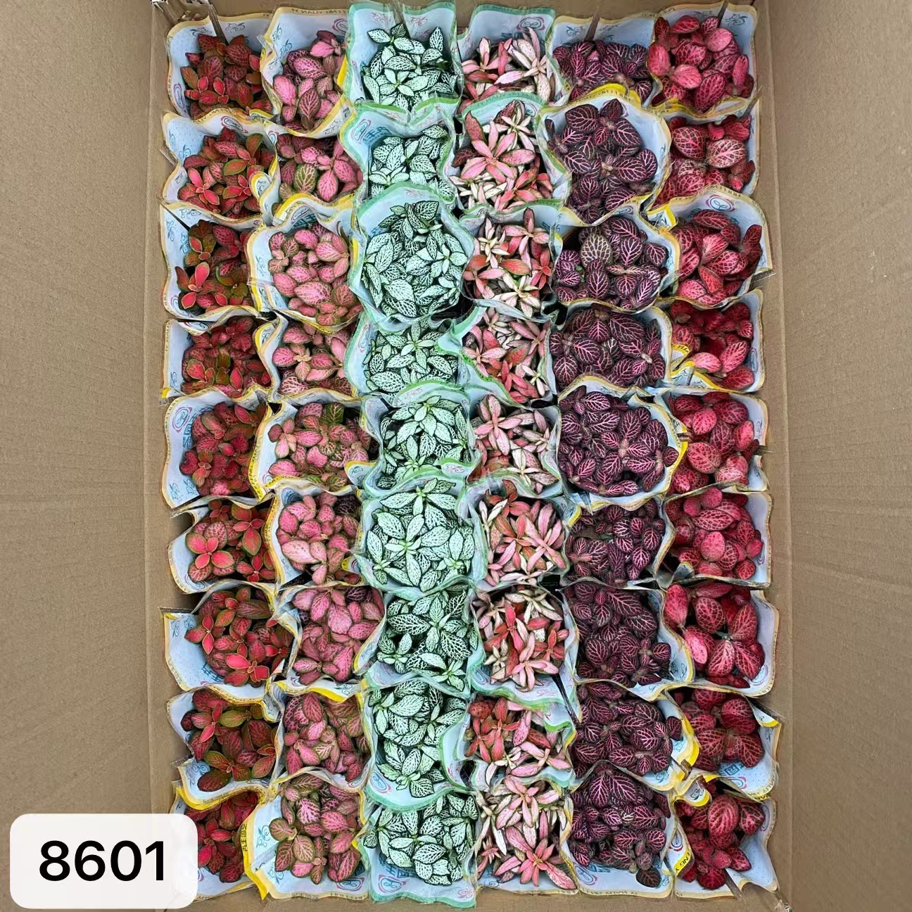8601  大箱網紋草混裝54盆