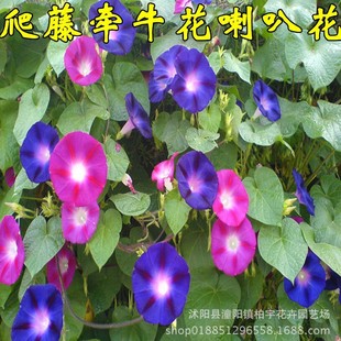 Large Morning Glory Seeds Mixed Color Morning Glory Seeds Climbing Vines Winding Plants Climbing Large Morning Glory Seeds Morning Glory