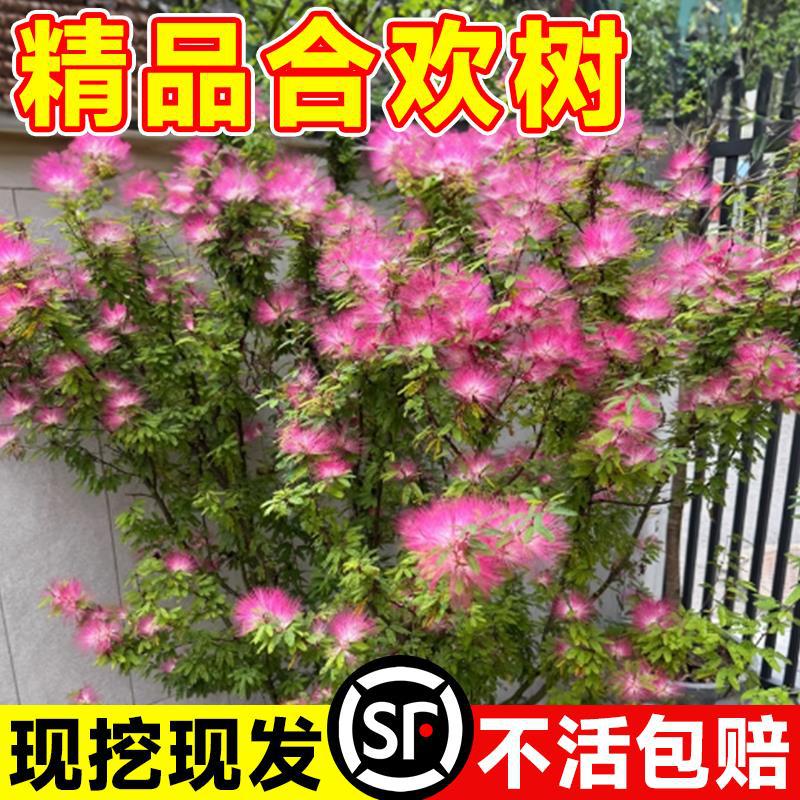 合欢花树苗绒花树行道风景大树南北方种植庭院耐寒旱工程绿化乔木