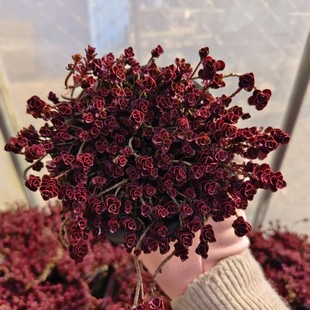 Small Ball Rose Big Old Pile 100+ Heads Fine Cultivation Control Type 14cm Diameter Pot High-End Succulent Plant Balcony Courtyard