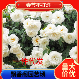 һ�����l�ٱ�ɽ �ٱ��¼� �������L�ݿ�ͥԺ�̨ ��ɫ�ͺ��͟��N