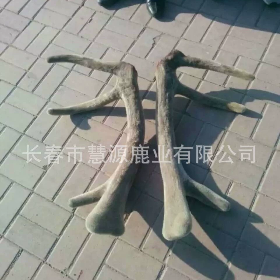 Changchun Huiyuan оленей завод Оптовая свежие рога таблетки рога оленей порошок продукты полные процедуры